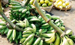 Agric-plaintain