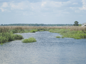 Sand and marshes of Dunbar Creek photo Wikipedia