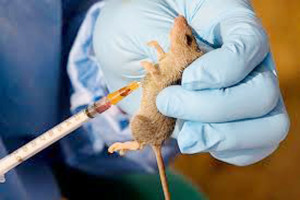 Lassa Fever-spreading rat