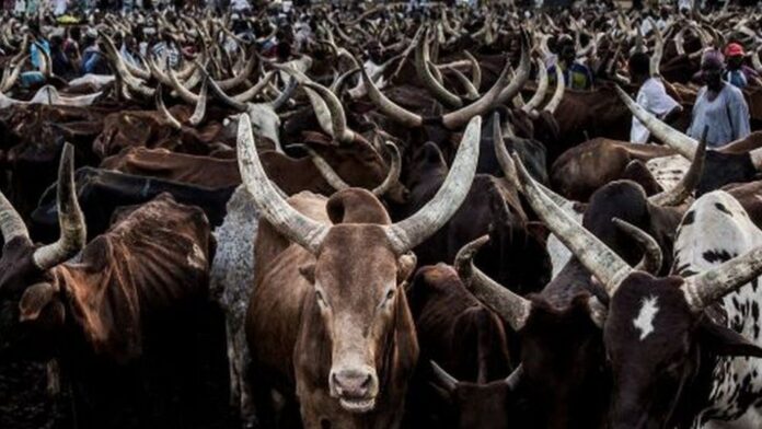 Terrorists demand 700 cows, 1,000 sheep from Katsina residents, issue 6-day ultimatum
