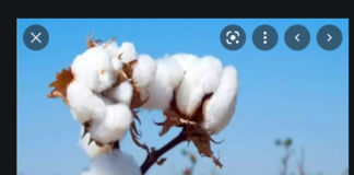 Cotton-production rises in Nigeria