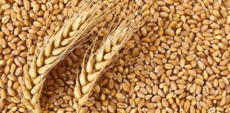 Wheat import