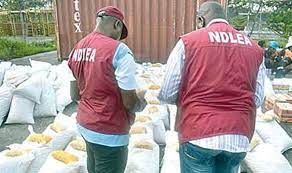 NDLEA destroys