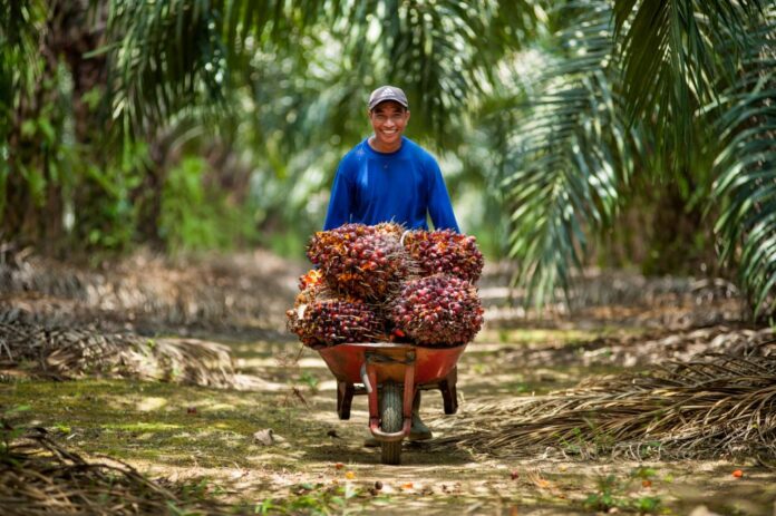 smallholder-palmoil