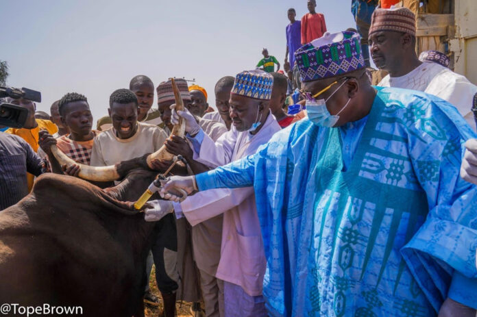 Ahmad Lawan vaccinating a cow in Yobe