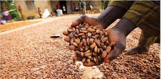 Cocoa farmers