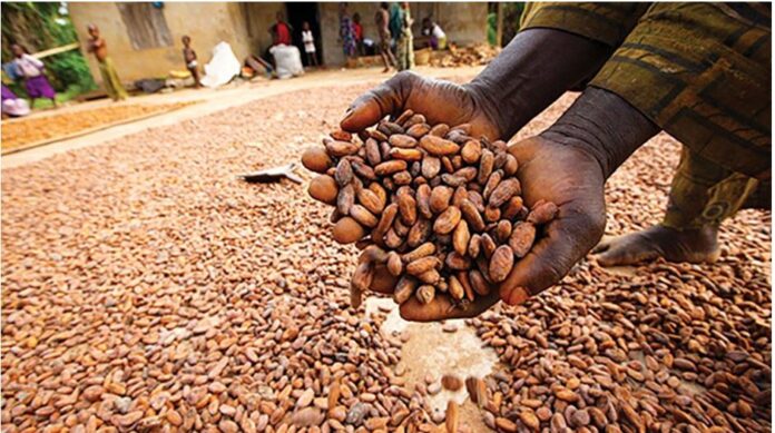 Cocoa farmers