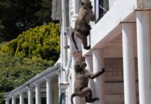 baboon-cape-town-2