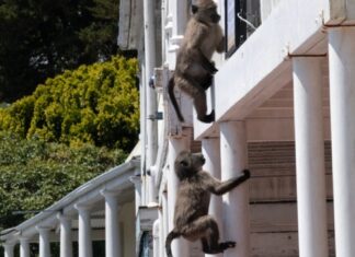 baboon-cape-town-2