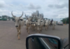 Herds of cattle