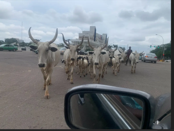 Herds of cattle