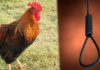 Pardoned chicken theft