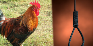 Pardoned chicken theft