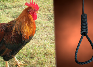 Pardoned chicken theft