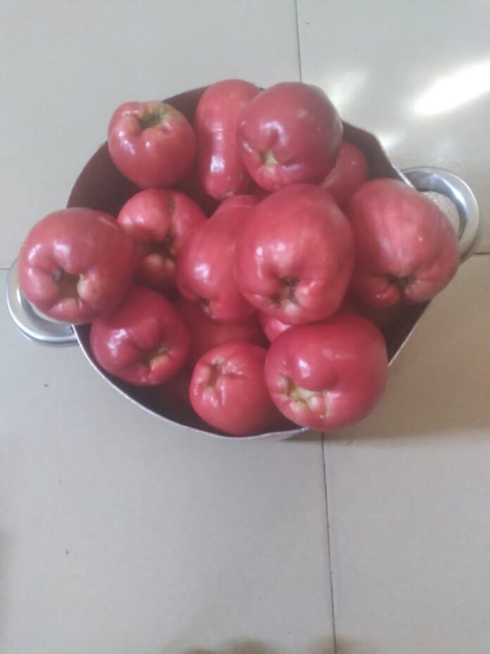 TheNiche-Young. Apples-on-display