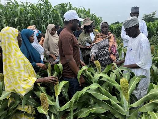 Sorghum-farming Sorghum-farming